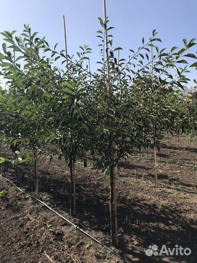 Саженцы Дуб Черешчатый