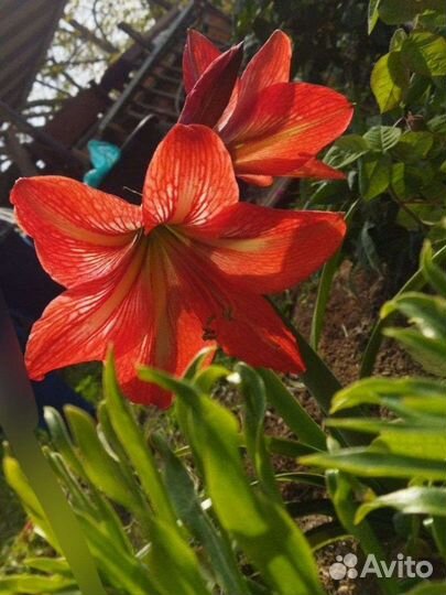 Гиппиаструм,амориллис