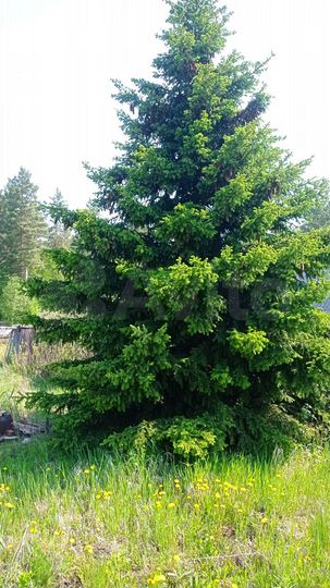 Участок 6 сот. (СНТ, ДНП)