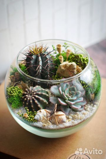 Флорариум-комплимент с суккулентами в шаре