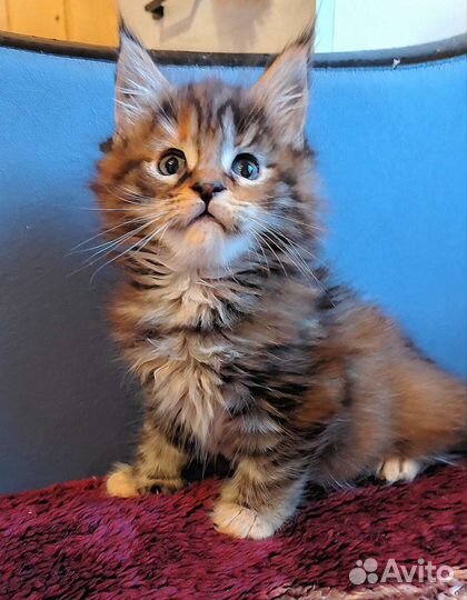 Мейн-кун солнышко в вашем доме