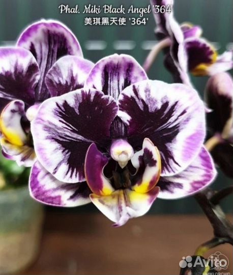 Орхидея Miki Black Angel 364