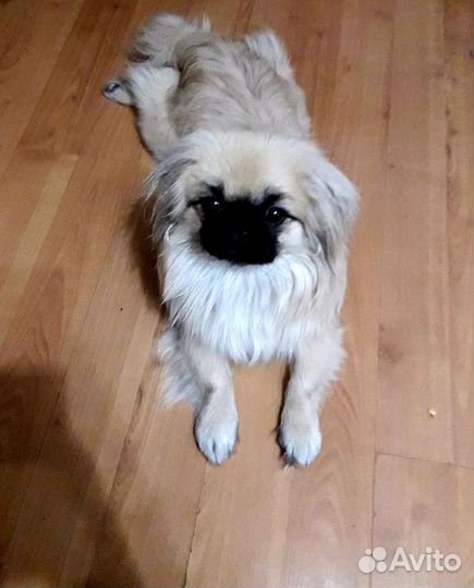 Вязка пекинеса