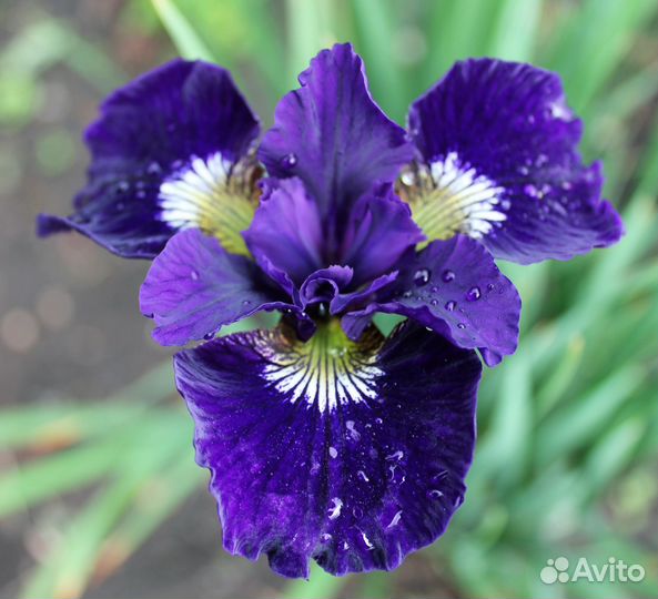 Ирис сибирский