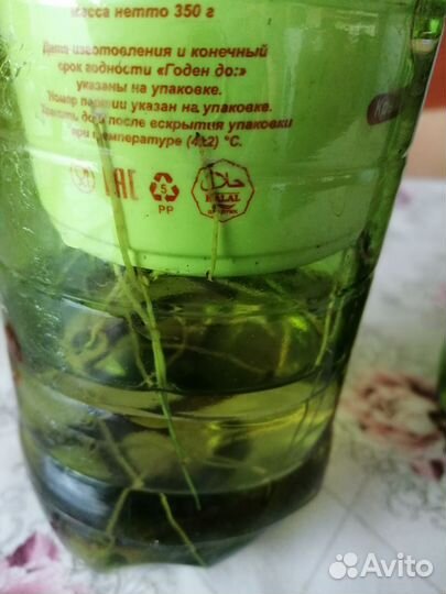 Сортовые гибискусы