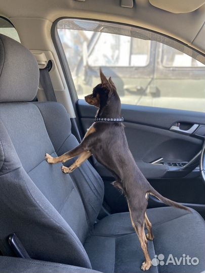 Русский Той вязка- бесплатно