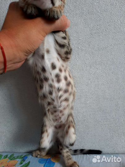 Бенгальский котенок девочка