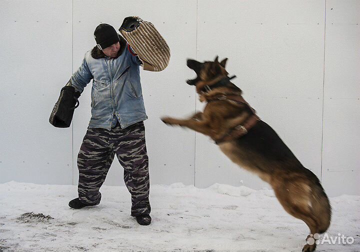 Дрессировка собак кинолог