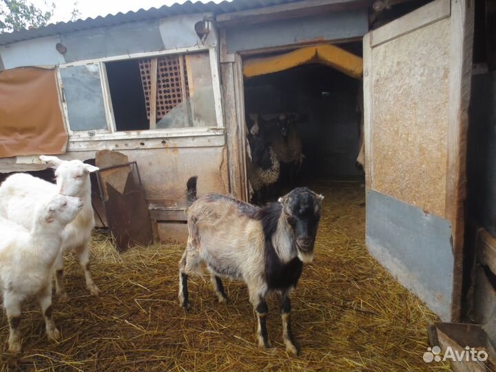 Козлята Ламанча и козы