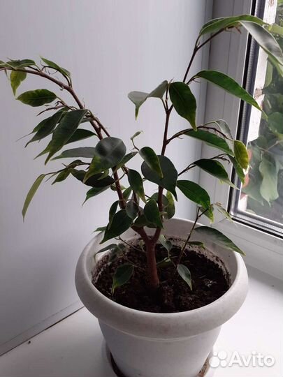 Комнатные цветы