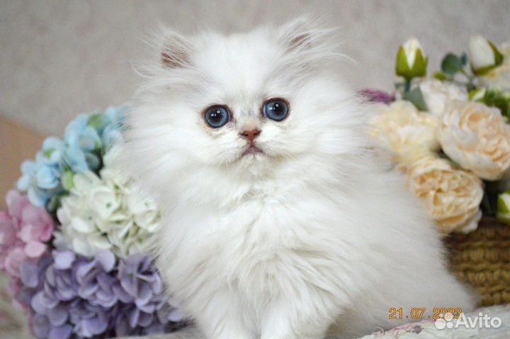 Британские котята
