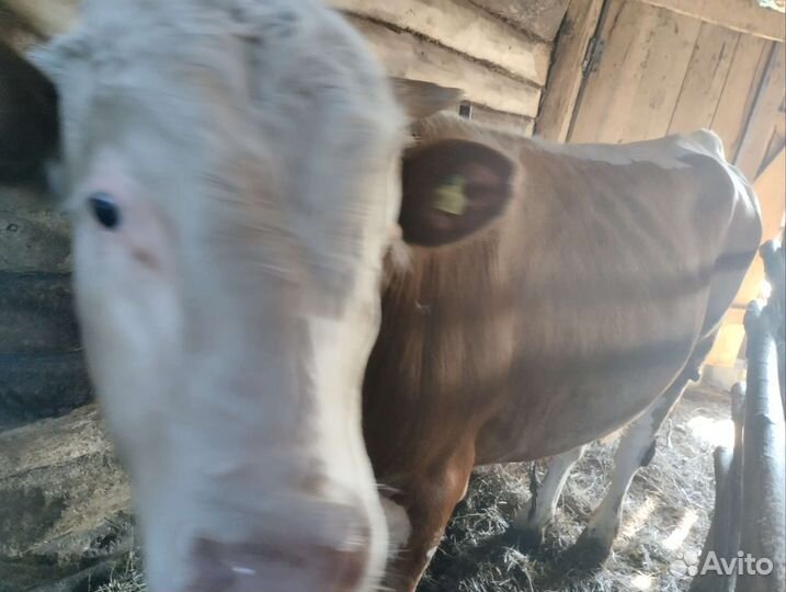 Бычки и телки