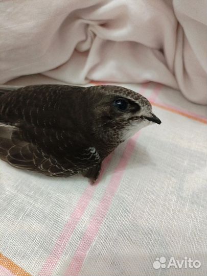 Стриж не выпускной