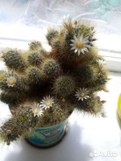 Кактус мамилярий