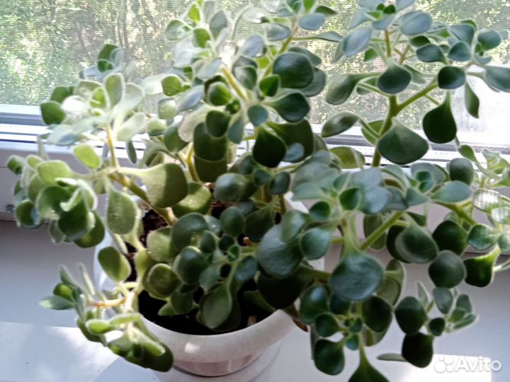 Аихризон- дерево любви