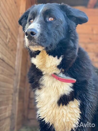 Собаки в дар