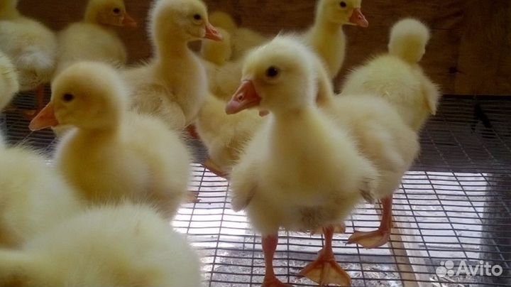 Гусята Крупный серый