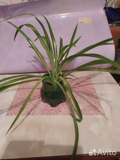 Хлорофитум и др.цветы