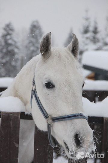 Конные прогулки для детей