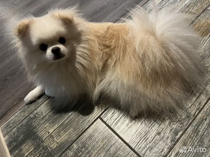 Очаровательный шпиц ищет подружку