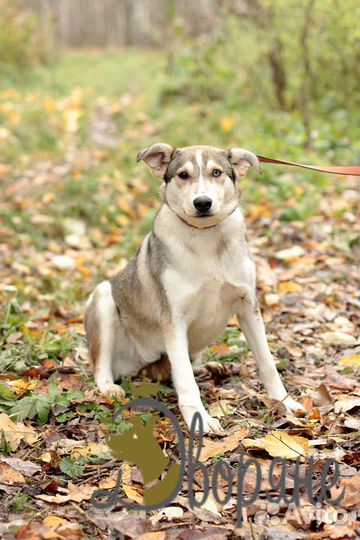Метис Хаски Фуко в добрые руки
