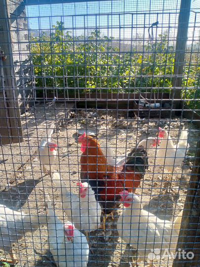 Курицы несушки молодки