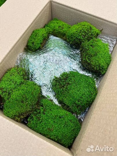 Стабилизированный мох звездчатая кочка