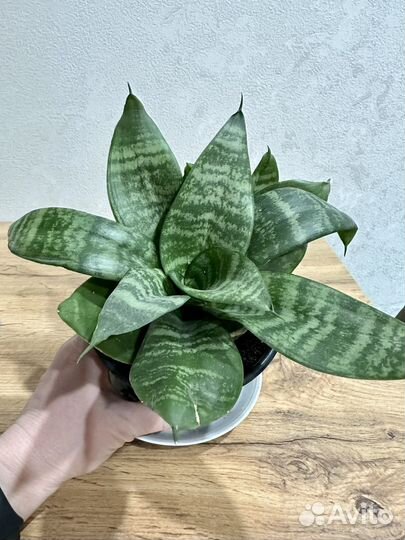 Сансевиерия ханни-щучий хвост-тещин язык