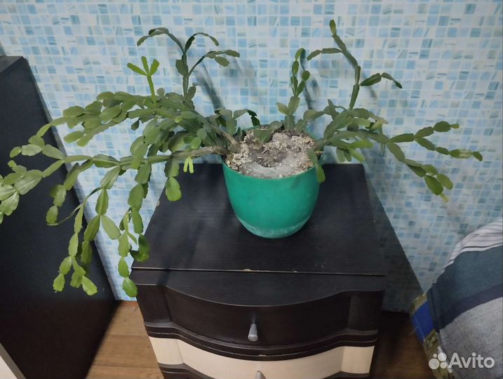 Декабрист шлюмбергера