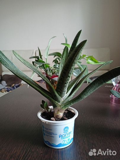 Кактус
