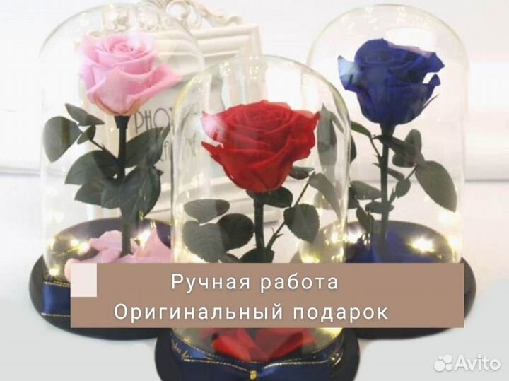 Роза в колбе. Живая