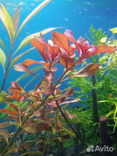 Аквариумные растения