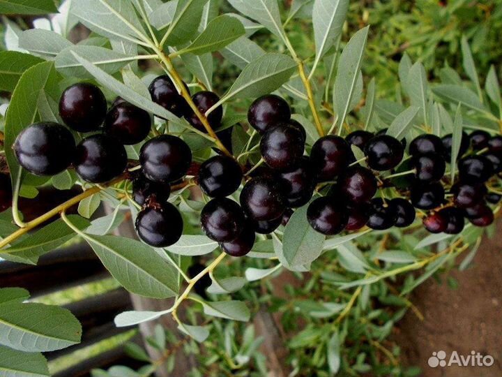 Саженцы вишни (Бессея)