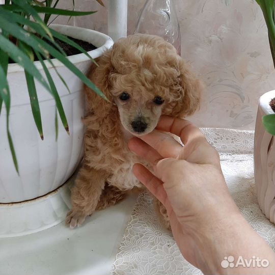 Щеночек той-пудель девочка