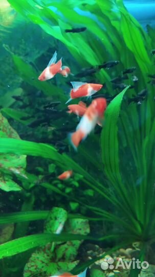 Молинезия лира черная