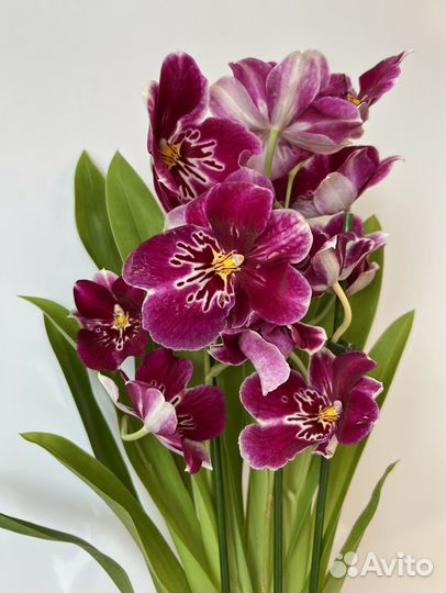 Орхидея Miltonia