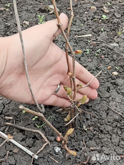 Садовые растения