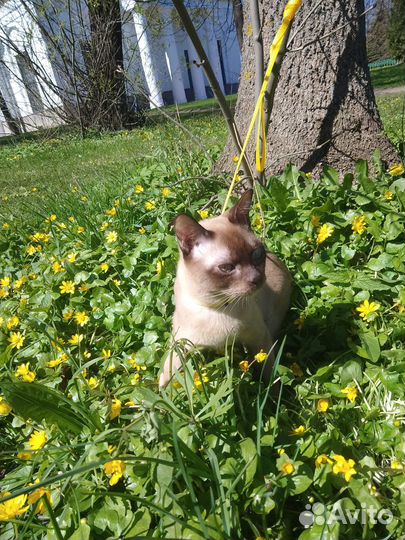 Котик в добрые руки