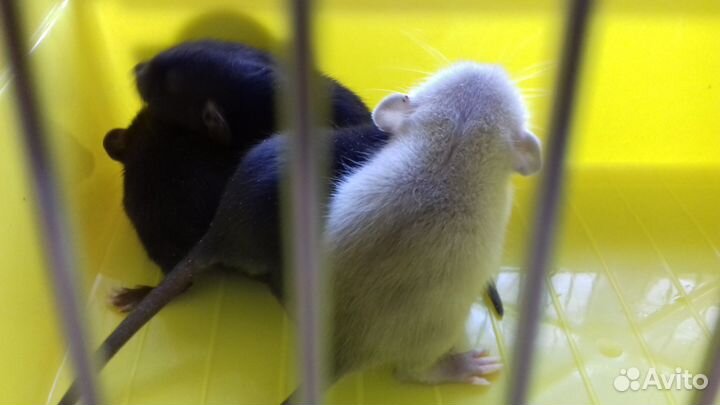 Дамбо крысята. Крысы черный соболь