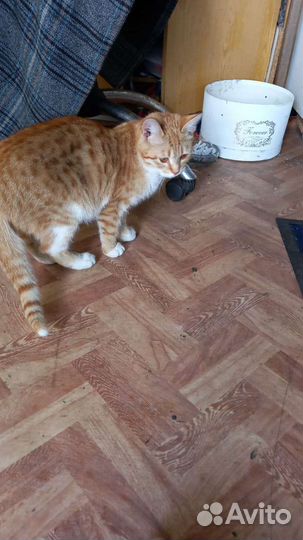 Рыжее солнышко в добрые руки