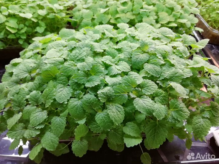 Микрозелень, проростки маш, голозёрный овёс