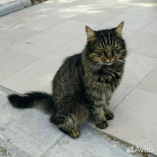 Кот читающий мысли