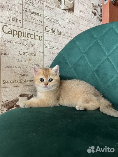 Британская золотая шиншилла