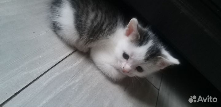 Котята