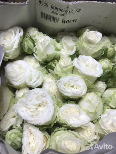 Шикарные Кустовые Розы