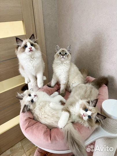 Котята рэгдолл