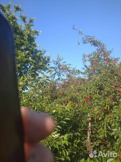 Вишня самоплодная ранняя