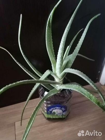 Алоэ Вера, комнатные растения