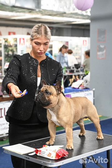 Французский бульдог вязка