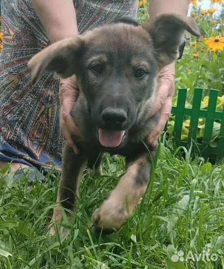 Щенки в дар